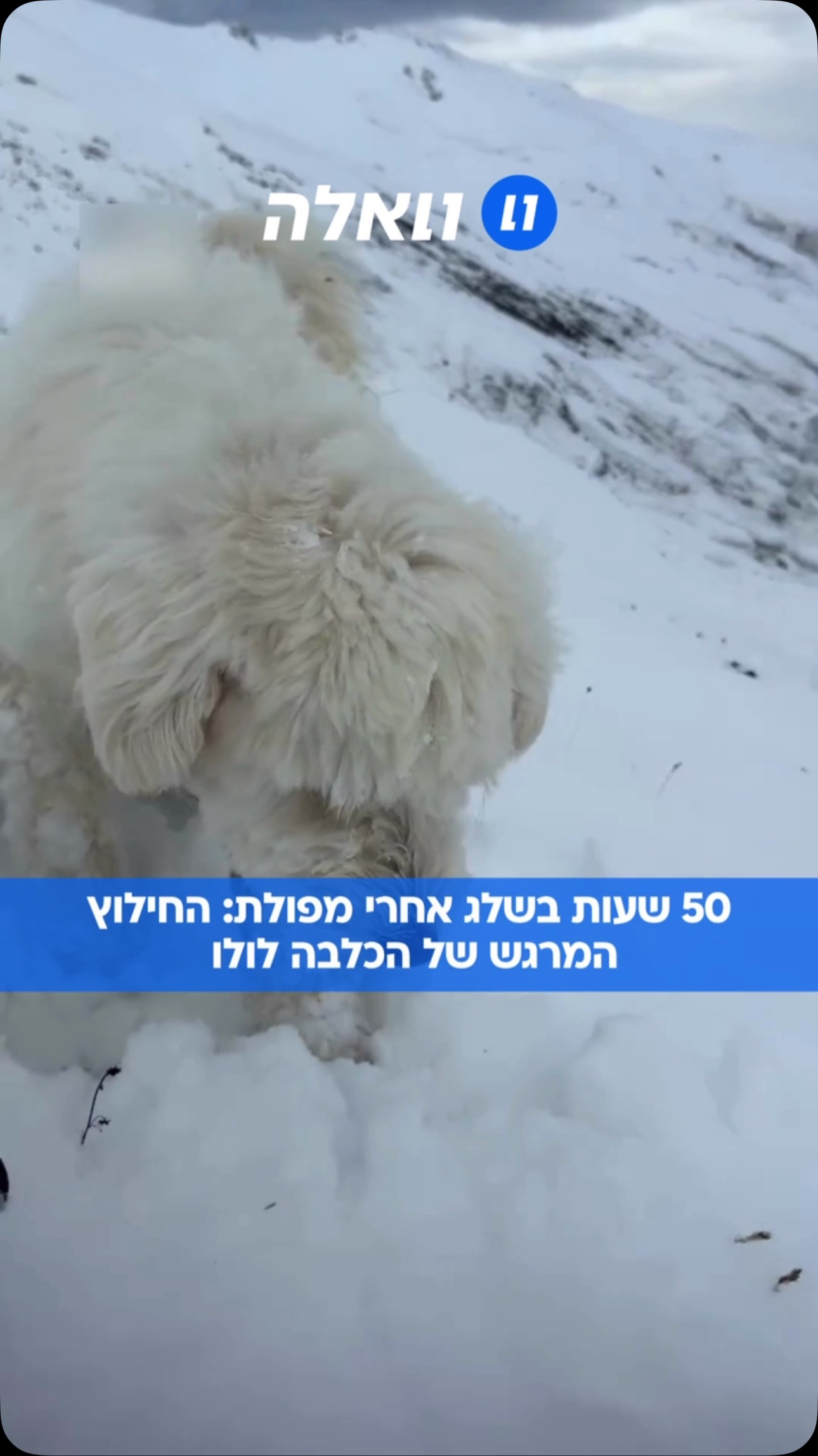 סוף טוב בלב אלסקה : הכלבה לולו טיילה עם הבעלים שלה סמוך לאגם...