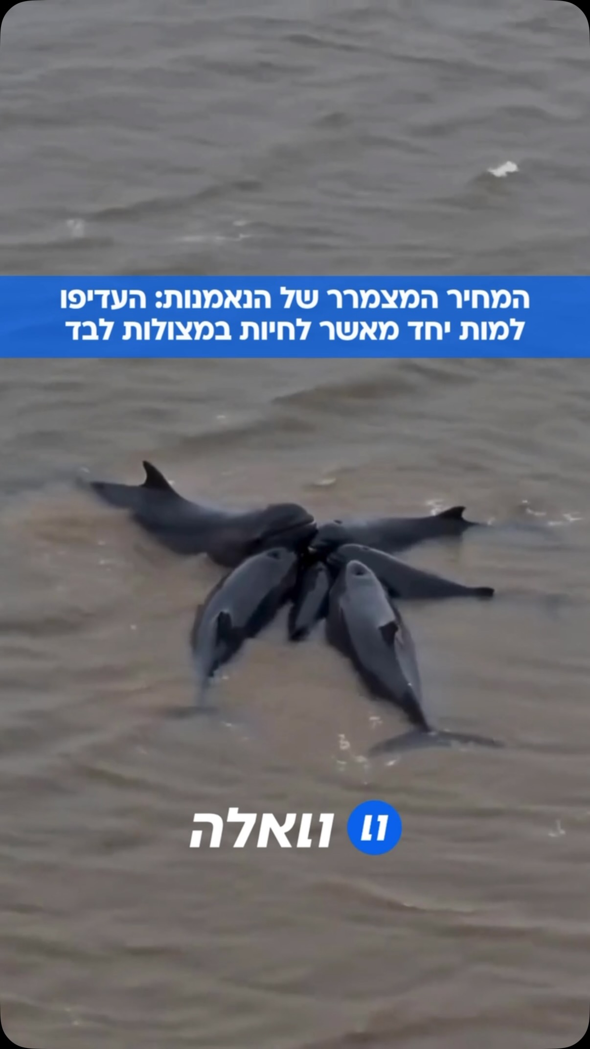 מדובר באחד המפגשים המרגשים ביותר עם עולם הרגש של בעלי החיים....