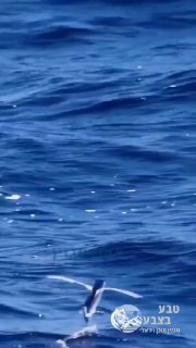 🐟 הדג המעופף מסוגל לזנק מהמים ולדאות עשרות מטרים מעל פני הים...
