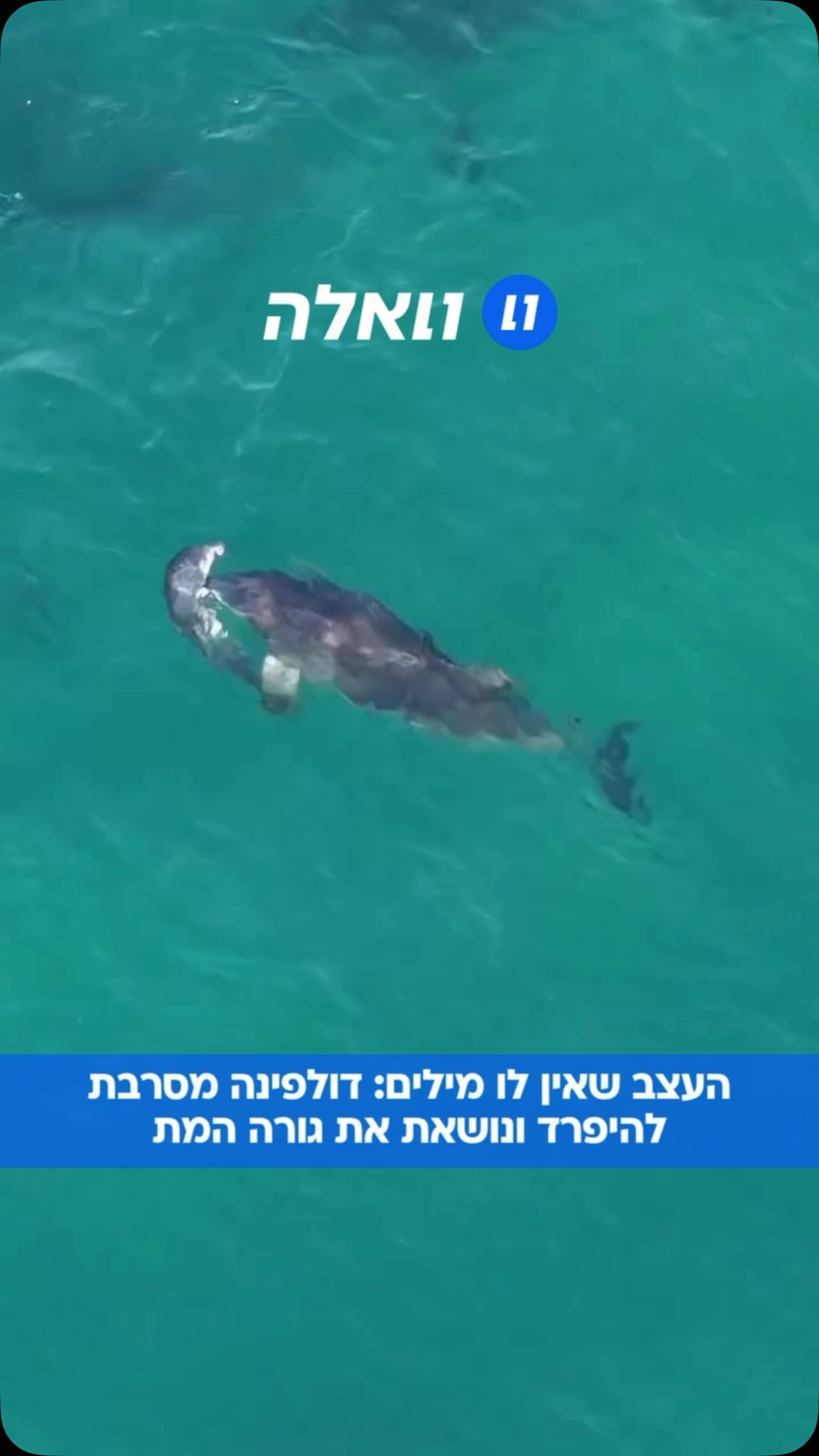 הלב נשבר גם בעולם המים: תיעוד נדיר של אם שכולה שמסרבת להיפרד....
