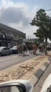 תיעוד נוסף מחגיגות הבדואים בנגב....