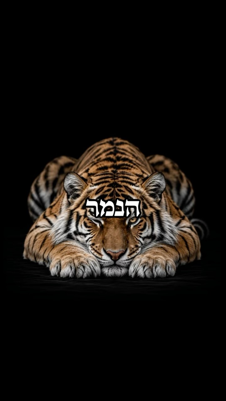 לקח מהנמר 🐅...