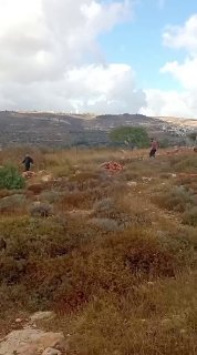 שוב פרובוקציית מסיק באיו"ש הבוקר: אנרכיסטים ישראלים...
